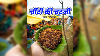 आदिवासी इलाकों में खाई जाती है लाल चींटी की चटनी, जानें इसके फायदे और रेसिपी